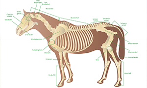 Pferd und Mensch – ein anatomischer Vergleich