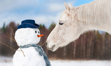 Geschenketipps fürs Pferd – im IST-Podcast mit Kathrin Obst