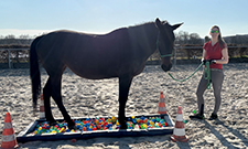 Erfolgreich im Einsatz für Mensch und Pferd